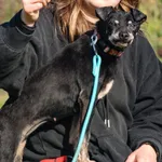 Pies do adopcji, Grudziądz, 20 czerwca 2025