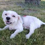 Znaleziono psa, Grudziądz, 8 czerwca 2025