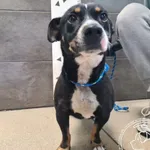 Przyjęty: 2025-07-07 Gmina: Osiek Płeć: Pies Opis: mieszaniec, tricolor