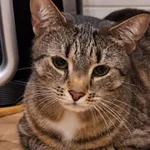 Zaginął kot, Łódź, 6 lipca 2025