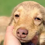 Znaleziono psa, Tatary, 1 czerwca 2025