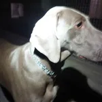 SUCZKA Z INTERWENCJI POLICJI 05.07.2025