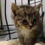 Znaleziono kota, Toruń, 4 lipca 2025