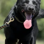 Imię:  Mariola Chip: 616093903060748 Płeć : Samica Wiek:  styczeń 2023 Wielkość:  średni Kastracja/sterylizacja:  Tak Inne Psy:  Akceptuje towarzystwo suczek i psów, Dzieci:  W wieku szkolnym.  Charak