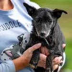 Pies do adopcji, Racławice, 5 lipca 2025