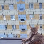 Zaginął kot, Łódź, 8 lipca 2025