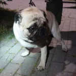 PIES Z INTERWENCJI POLICJI 05.07.2025