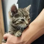 Znaleziono kota, Toruń, 5 lipca 2025