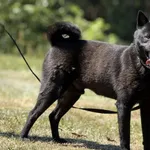 Imię:  Kobe Chip: 616093903064726 Płeć : Samiec Wiek:  styczeń 2020 Wielkość:  średni Kastracja/sterylizacja:  Tak Inne Psy:  Akceptuje towarzystwo suczek i psów, Dzieci:  W wieku szkolnym.  Charakter