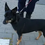 Znaleziono psa, Bydgoszcz, 4 lipca 2025