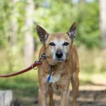 Pies do adopcji, Piła, 19 maja 2025