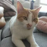 Zaginął kot, Łódź, 8 lipca 2025