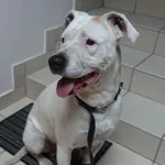 PIES ZNALEZIONY 07.07.2025