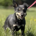 Imię:  Mika Chip: 616093903019558 Płeć : Samica Wiek:  styczeń 2018 Wielkość:  mała Kastracja/sterylizacja:  Tak Inne Psy:  Akceptuje towarzystwo suczek i psów, Dzieci:  W wieku szkolnym.  Charakter: 