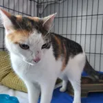 Znaleziono kota, Toruń, 5 lipca 2025