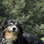 Imię:  Leszek Chip: 616093903024516 Płeć : Samiec Wiek:  styczeń 2015 Wielkość:  mały Kastracja/sterylizacja:  Tak Inne Psy:  Akceptuje towarzystwo suczek i psów, Dzieci:  W wieku szkolnym.  Charakter