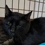 Znaleziono kota, Olsztyn, 6 lipca 2025