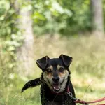 Pies do adopcji, Piła, 17 maja 2025