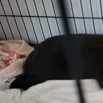 Kocurek poz. 25/380/K