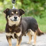 Pies do adopcji, Nowodwór, 7 lipca 2025