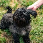 Znaleziono psa, Racławice, 6 lipca 2025