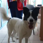 SUCZKA OD WŁAŚCICIELA 09.07.2025