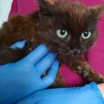 Znaleziono kota, Lublin, 8 lipca 2025