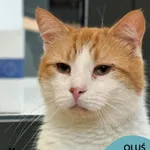 Kot do adopcji, Gdynia, 9 lipca 2025