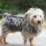 Pies do adopcji, Nowodwór, 8 lipca 2025