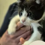 Znaleziono kota, Gdynia, 5 lipca 2025