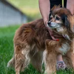 Znaleziono psa, Racławice, 5 lipca 2025