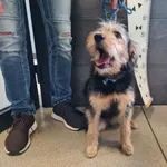 Przyjęty: 2025-07-07 Gmina: Żywiec Płeć: Suka Opis: mieszaniec, czarne-podpalane