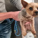 Przyjęty: 2025-07-08 Gmina: Jaworzno Płeć: Suka Opis: yorkshire terrier, stalowo-złote