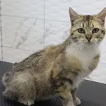 Kot do adopcji, Grudziądz, 16 czerwca 2025