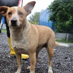 Znaleziono psa, Łódź, 9 lipca 2025