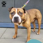 Znaleziono psa, Gdynia, 26 czerwca 2025