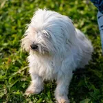 Znaleziono psa, Racławice, 6 lipca 2025