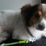 PIES Z INTERWENCJI 08.07.2025