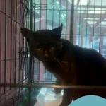 Znaleziono kota, Gdynia, 1 lipca 2025