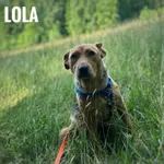 Pies do adopcji, Rytlów, 10 lipca 2025