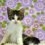 Kot do adopcji, Chełmek, 14 czerwca 2025