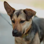 Oddam psa, Elbląg, 10 lipca 2025