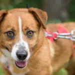 Pies do adopcji, Nowodwór, 9 lipca 2025