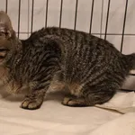 Znaleziono kota, Łódź, 9 lipca 2025