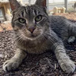 Kot do adopcji, Żywiec, 7 lipca 2025