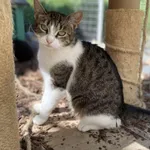 Kot do adopcji, Żywiec, 7 lipca 2025