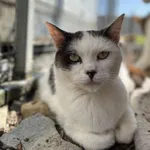 Kot do adopcji, Żywiec, 22 czerwca 2025