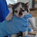 Znaleziono kota, Lublin, 9 lipca 2025