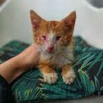 Oddam kota, Olsztyn, 10 lipca 2025