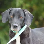 Pies do adopcji, Nowodwór, 9 lipca 2025